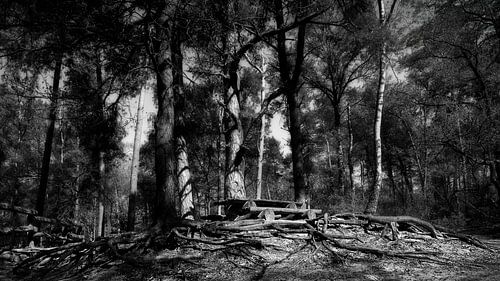 Wurzeln im Wald von Lutterzand