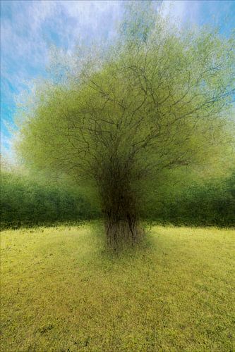 Baum mit Pep Ventosa-Technik. 2