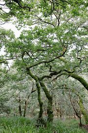 Twist oak 4 by Ralph Jongejan