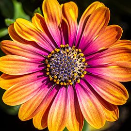 Gros plan sur une marguerite sur Francisco Dorsman