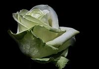 Aspirin Rose