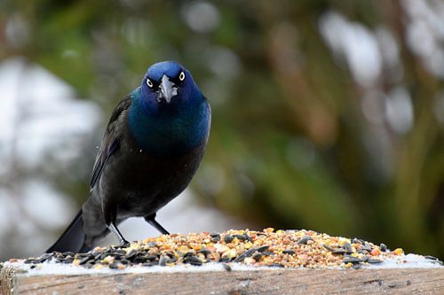 Een bronzen grackle bij de feeder