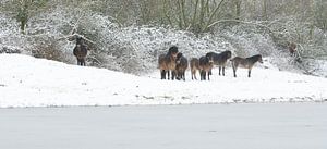 Eendaags winter in Geuzenwaard 