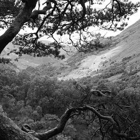 Gnarled pine tree in the Scottish highlands. sur M. van Oostrum