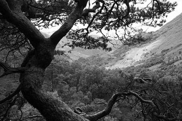Gnarled pine tree in the Scottish highlands. by M. van Oostrum