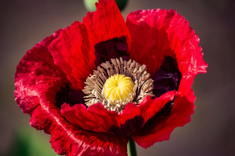 Poppy in the sun by Michael van Eijk