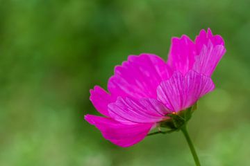 Roze bloem van Evelyne Renske