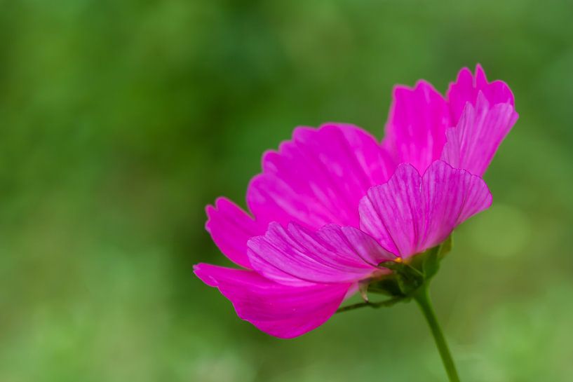 Roze bloem van Evelyne Renske