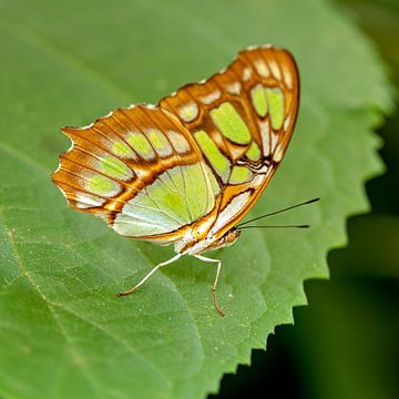 Malachiet vlinder