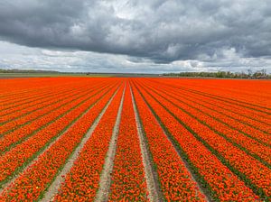 Tulpen auf einem Feld mit dunklen Wolken im Frühling