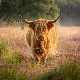 Schottische Highlander inmitten der blühenden Heide von Hooghalen von KB Design & Photography (Karen Brouwer)