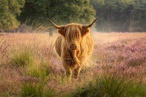 Highlander écossais dans la lande fleurie de Hooghalen