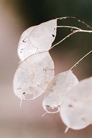 Seed boxes in autumn