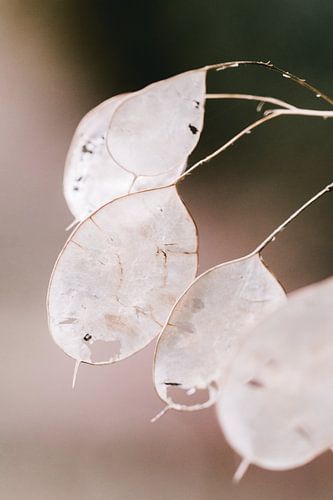 Samenkisten im Herbst