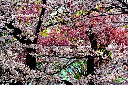 LENTE IN JAPAN 7