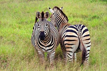 Kleine Hände, große Träume