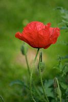 The Poppy