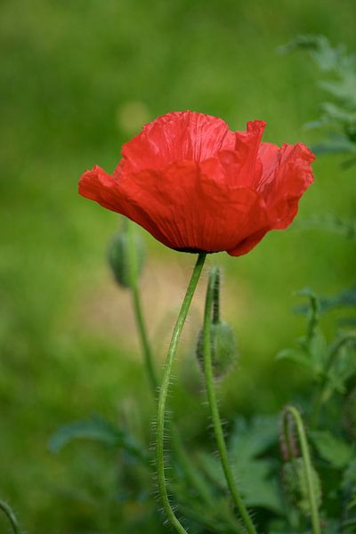 Der Mohn von Rudi Everaert