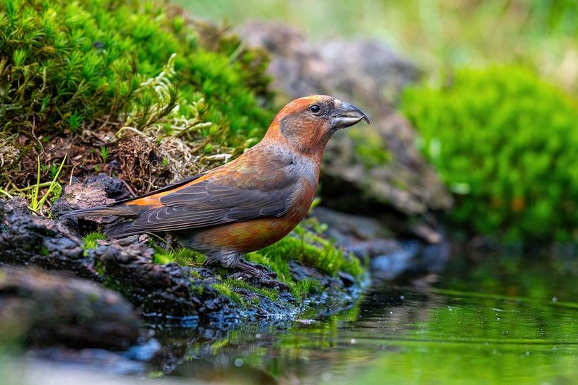 Kreuzschnabel von Merijn Loch