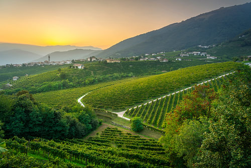 San Pietro di Barbozza en de Prosecco-wijngaarden bij zonsondergang, Italië