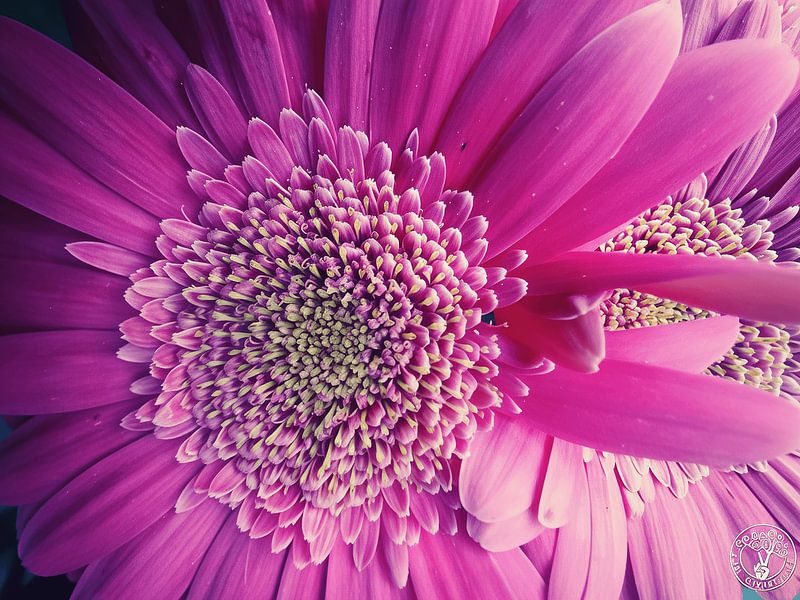 Pink Passion by treesgivepeace.nl