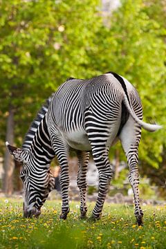 Ein gestreiftes Zebra mit umgedrehtem Rücken grast auf grünem Gras. erotisches Pferd von Michael Semenov
