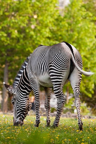 Een gestreepte zebra met een gedraaide rug wordt op groen gras begraasd. erotisch paard