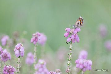 studded blue by Arien Linge