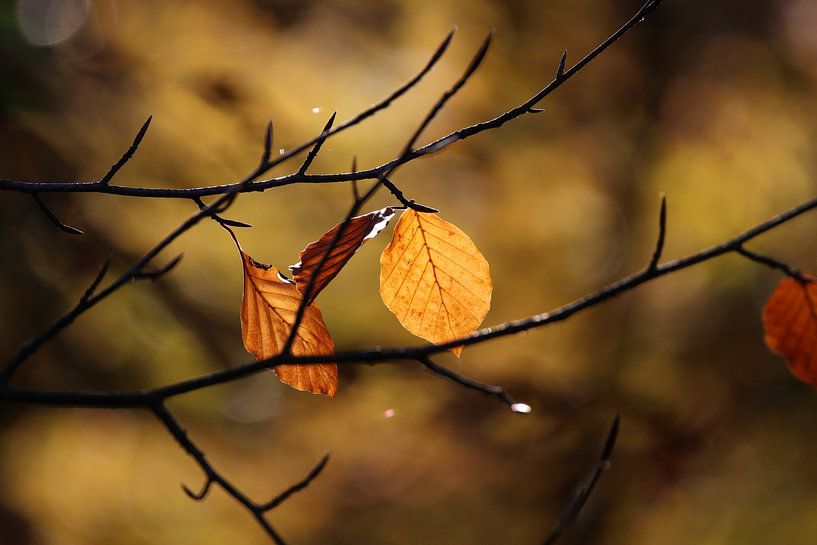 Resiliency always prevails by Elmo Brack