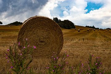 Champ de céréales avec de gros rouleaux de céréales sur Anne Ponsen