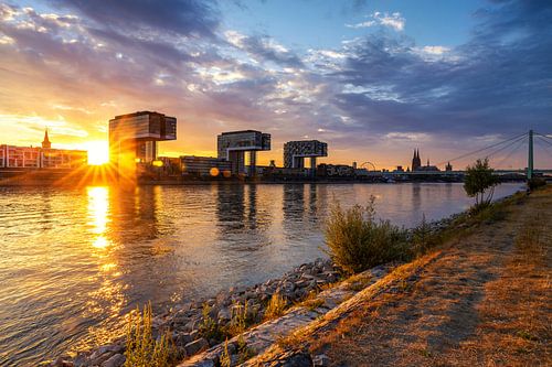 Cologne skyline at sunset