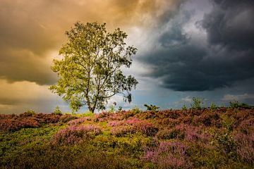 Holterberg with tree by Freddy Hoevers