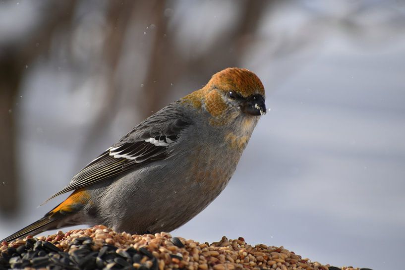 A durbec of pines to the feeder by Claude Laprise