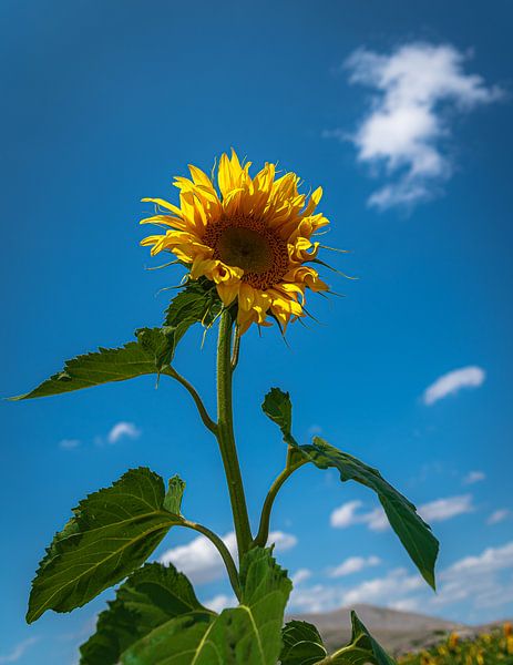 Sunny Sunflower by Roland's Foto's