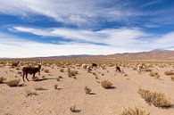 Llamas in the desert by Merijn Geurts thumbnail