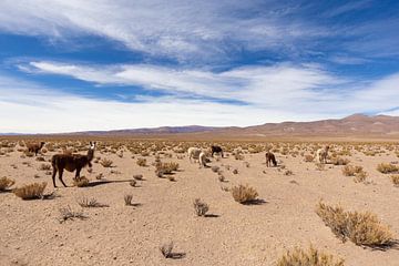 Llamas in the desert by Merijn Geurts