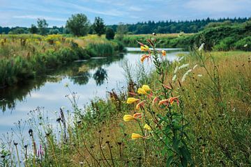 Grote gele Teunisbloem in wilde bloemenweide aan Rivier de Vecht bij Ommen van Wildlife Designs