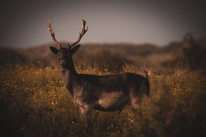 Deer in the field 2 by Wesley Klijnstra