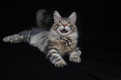 Felle Maine Coon