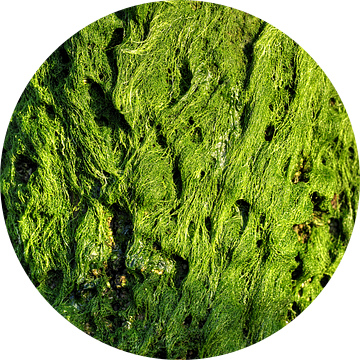 Zeewier aan de Zeeuwse kust