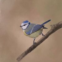 Pimpelmees aquarel