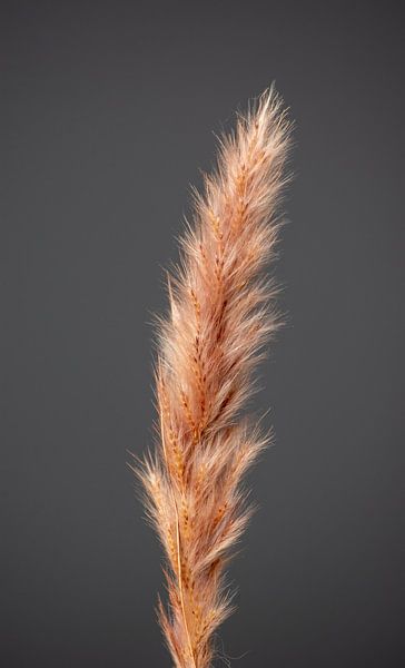 Goldfahne von michel meppelink