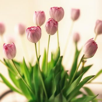 Purple-pink Dutch tulips in a vase,