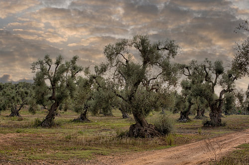 Very old olive trees in Italy