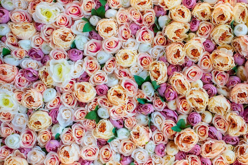 The splendour of roses by Antwan Janssen