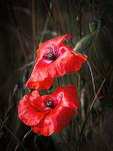 Mohnblumen