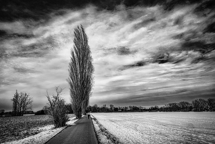 Winter Landschaft mit Baum und Schnee vor Wolkenformation in schwarz-weiss von Dieter Walther