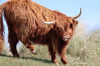 Schotse hooglander
