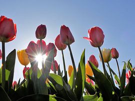 Tulips by Christel Smits