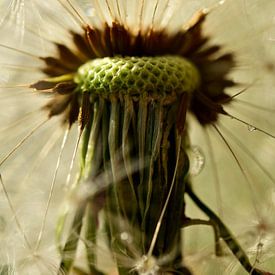 Inside the dandelion by Hilde Remerie Photography and digital art